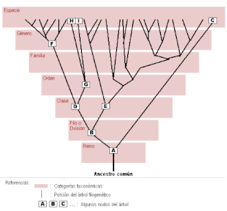 Árbol filogenético que muestra la relación entre nodos y clados en la taxonomía moderna.