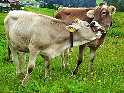 Ganado vacuno pastando en Austria