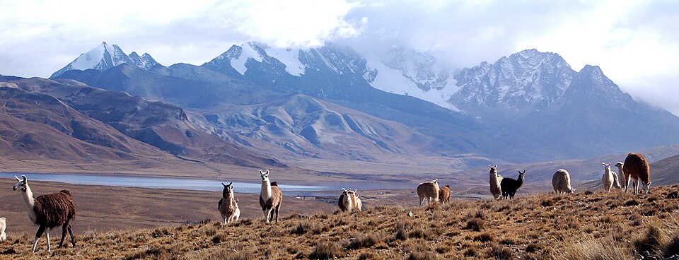Llamas pastando en los Andes bolivianos