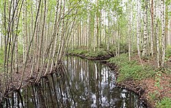 Abedules junto a un cauce fluvial en Hankasalmi, Finlandia