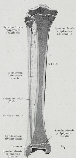 Sección longitudinal de la tibia