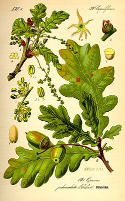 Quercus robur es una de las especies de roble más grandes de Europa.