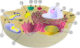 Esquema de una célula típica animal