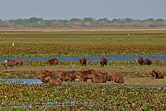 Hato La Fe en los llanos del estado Guárico