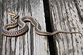 Ejemplar de Thamnophis sirtalis en su entorno