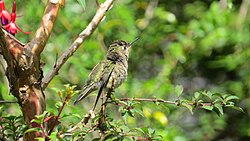 Un colibrí austral posado sobre la vegetación del parque.