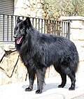 Pastor belga variedad groenendael