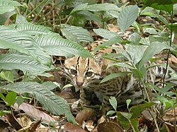 Ocelote en su hábitat silvestre en Bolivia