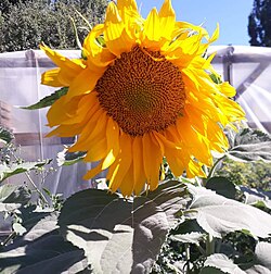 Girasol cultivado en la región de El Bolsón