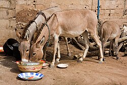 Burros domésticos