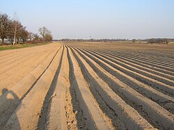 Campo de cultivo de cebada