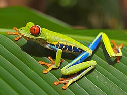 Espécimen mostrando sus colores brillantes
