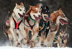 Carrera de trineos con perros en Alaska.