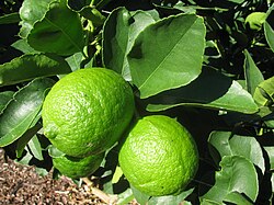 Fruto de Citrus latifolia
