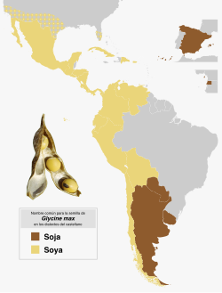 Semillas secas de soya.