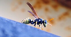 Vespula germanica