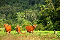 Banteng en el parque nacional Alas Purwo