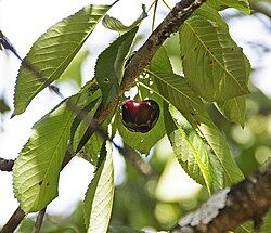 Cerezas de Cáceres recolectadas en España