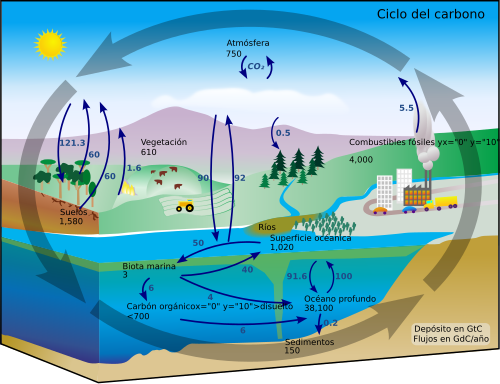 Esquema simple del ciclo de carbono