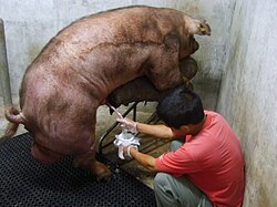 Colecta de semen para inseminación artificial