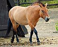 Caballo de Przewalski en su hábitat