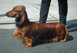 Variedad pelo largo