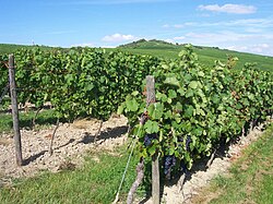 Paisaje con viñas en Rin-Hesse