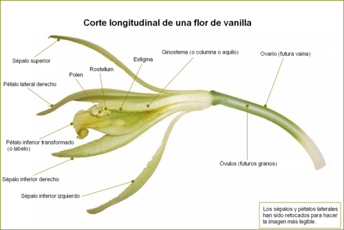 Partes de la flor de vainilla