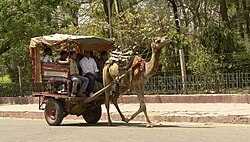 Camello tirando de un coche de turistas en Agra (India)