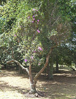 Vista general del árbol sietecueros