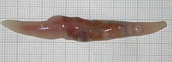 Representación taxonómica y morfológica de un trematodo