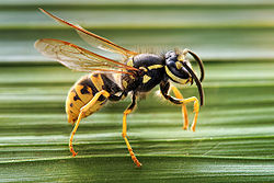 Ejemplar de avispa