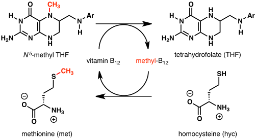 Esquema del ciclo del folato