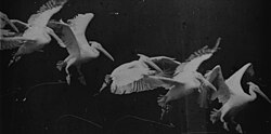 Fotografías de Étienne-Jules Marey sobre el movimiento