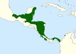 Ilustración o representación taxonómica de la especie