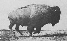 Animación histórica de un bisonte