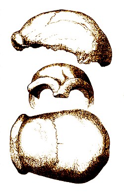 Calvaria de Neandertal 1
