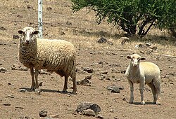 Ganadería ovina en el municipio