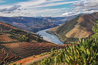 Paisaje de terrazas vitícolas en el Alto Duero