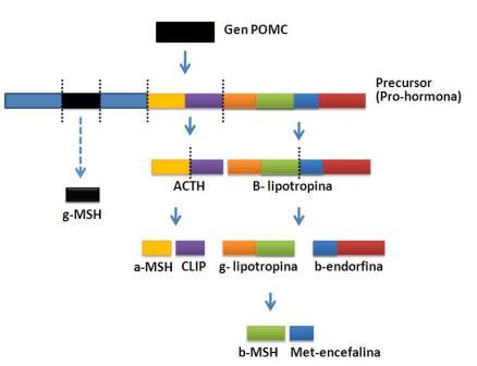 Representación esquemática de la investigación bioquímica de péptidos