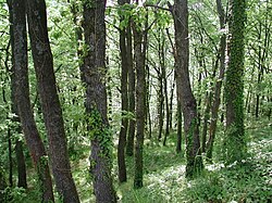 Paisaje del bosque montano caducifolio de los Apeninos en Italia