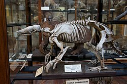 Esqueleto de Priodontes maximus