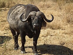 Fotografía de un búfalo africano negro en su hábitat natural.
