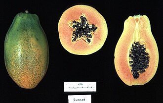 Tres fases de desarrollo de una papaya cultivada y modificada genéticamente