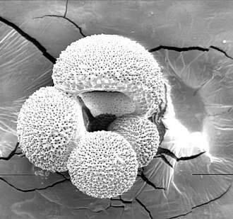 Concha multicameral de Globigerina bulloides.