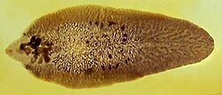 Fotografía de un ejemplar de Fasciola hepatica