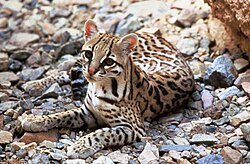 Ejemplar de Leopardus pardalis descansando sobre el suelo