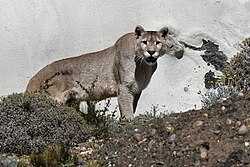 Gran macho en el parque nacional Torres del Paine