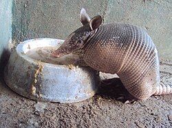 Dasypus novemcinctus en Venezuela