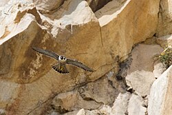 Ejemplar de halcón peregrino volando